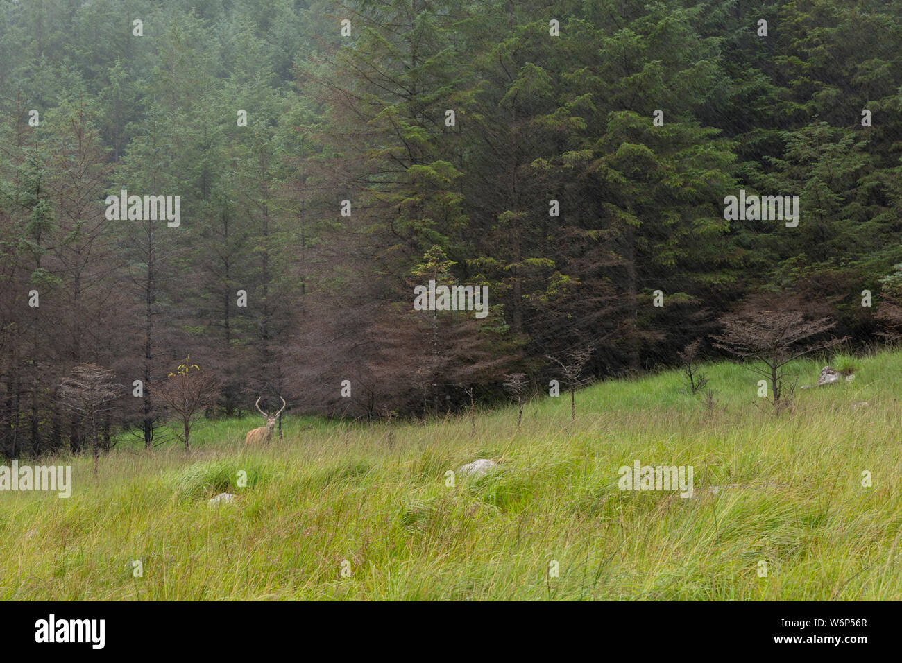 wild deer in Glen Etive, Scotland Stock Photo
