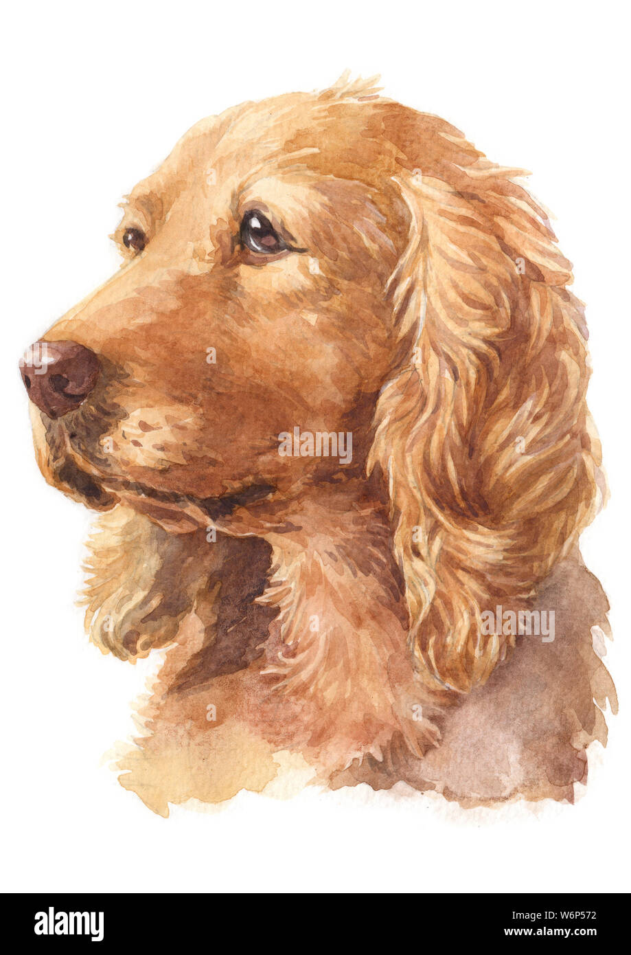 Water Colour Painting Tan Colour English Cocker Spaniel Breed