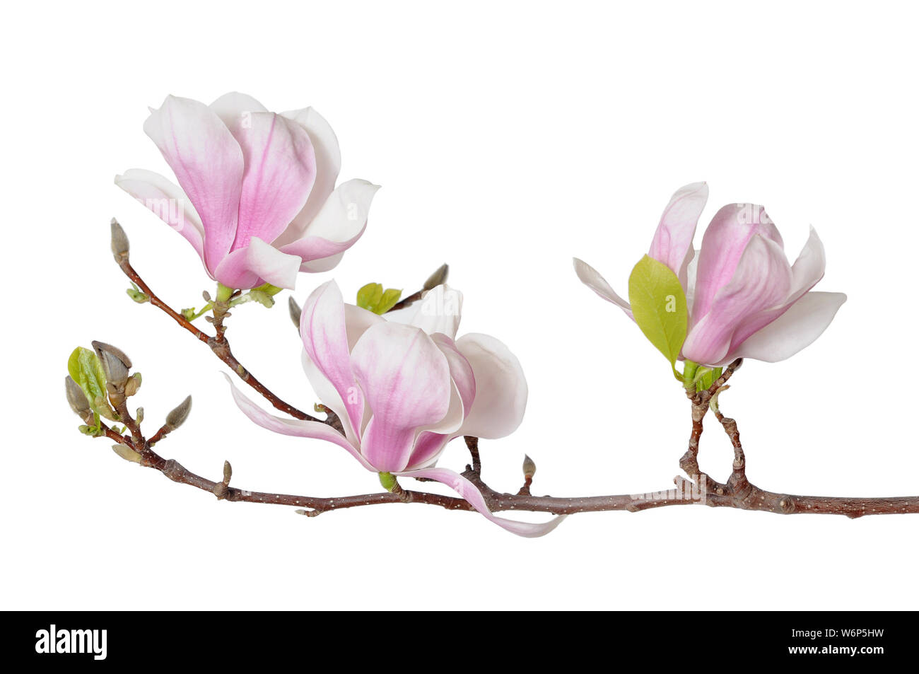 pink magnolia flowers isolated on white background Stock Photo - Alamy