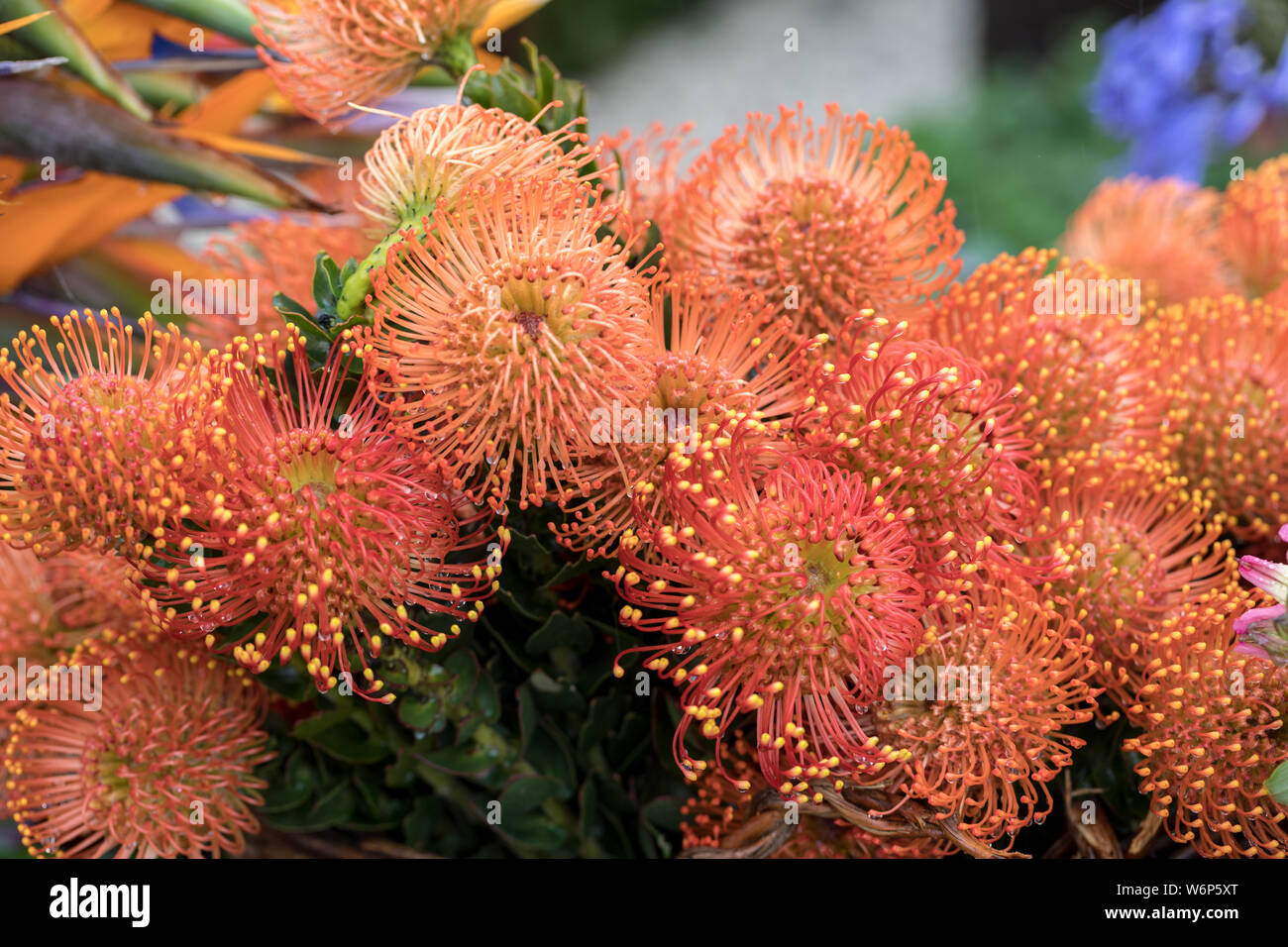orange flower of Pincushions or Leucospermum condifolium Stock Photo Alamy