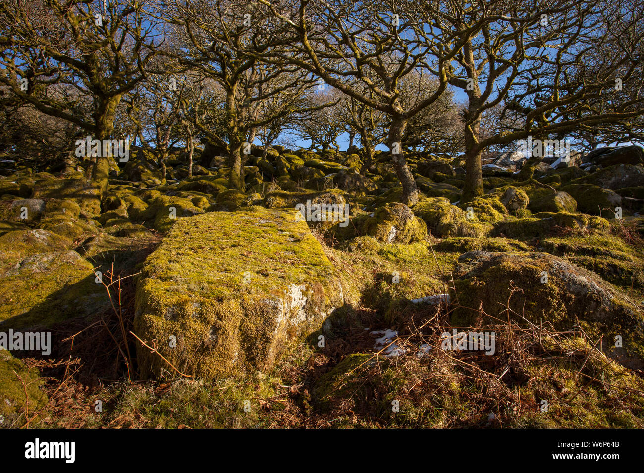 Wistman's wood hires stock photography and images Alamy