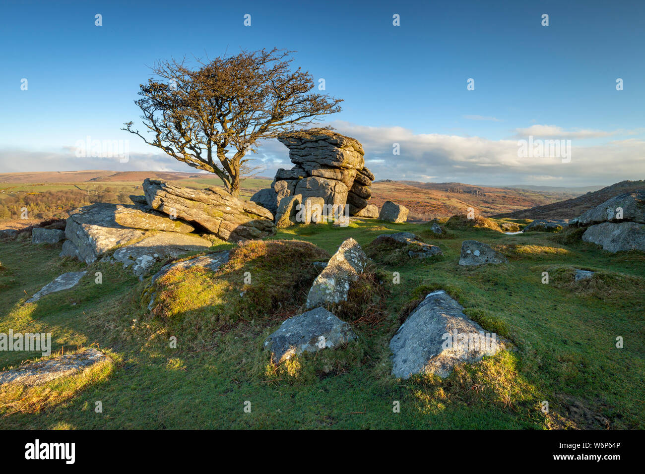 A hawthorn tree stands among the rocks near Saddle Tor in Dartmoor National Park in the early morning sun. Stock Photo