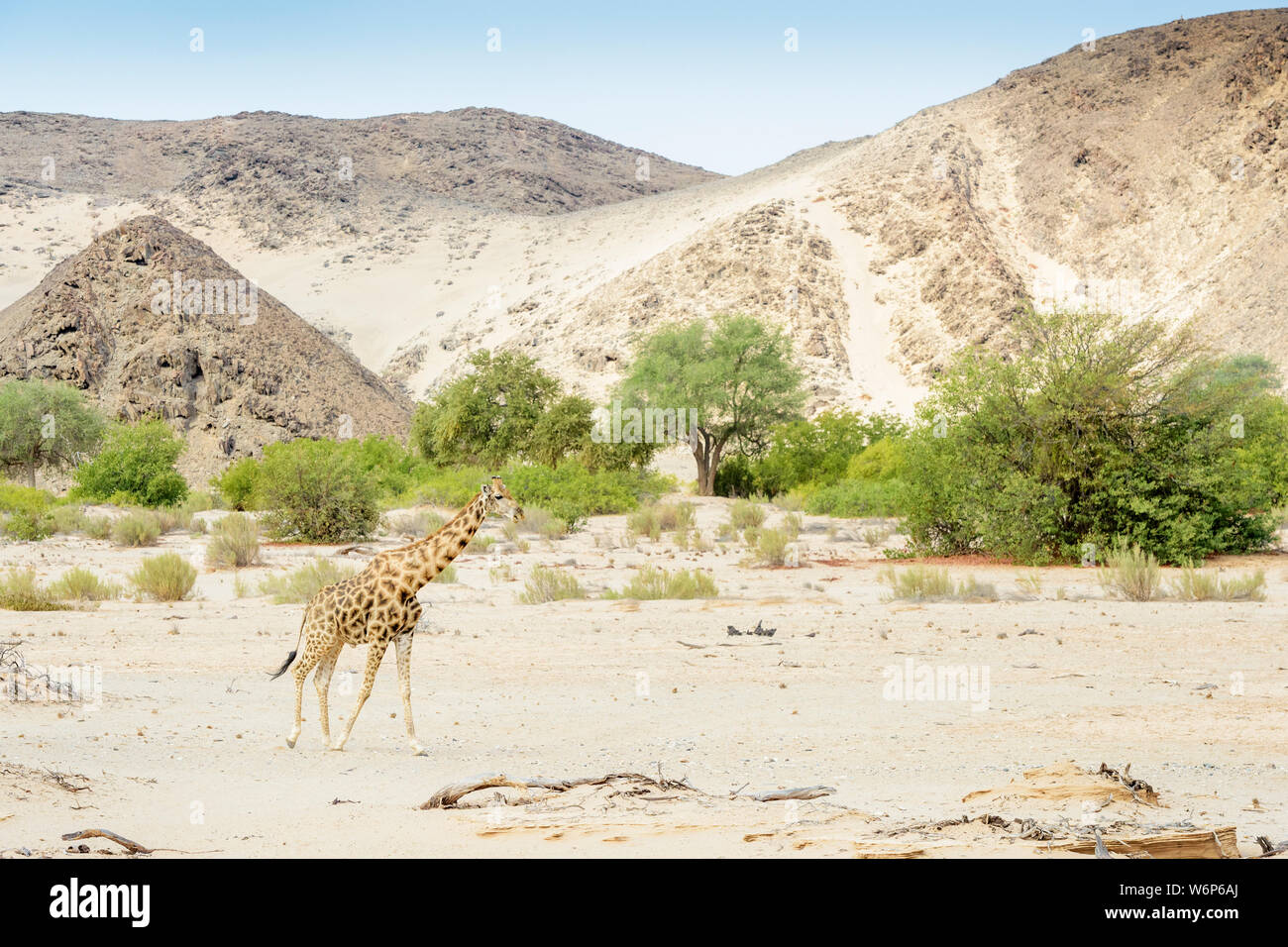 Desert-adapted giraffe (Giraffa camelopardalis) walking in landscape and dried river bed, Hoanib desert, Kaokoland, Namibia Stock Photo