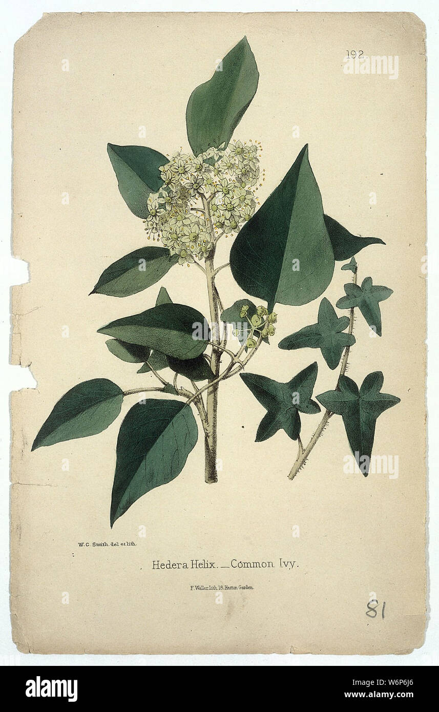 English Ivy Hedera Helix Stem With Flowers Fruit And Leaves Coloured Lithograph By W G Smith C 1863 After Himself Stock Photo Alamy