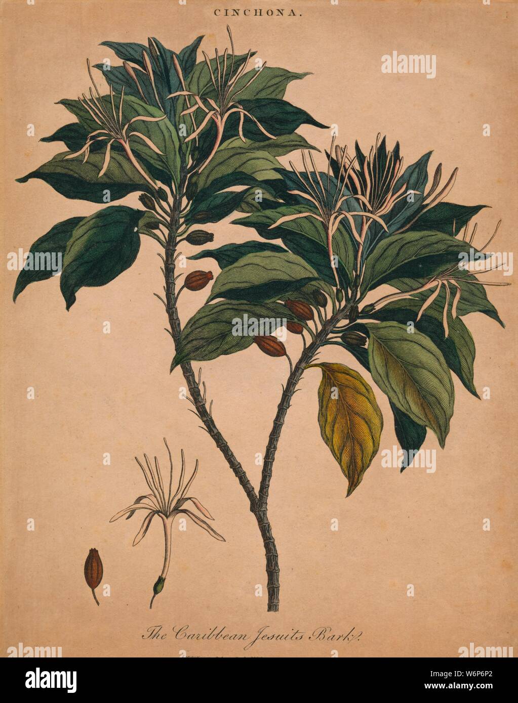 'Cinchona. The Caribbean Jesuits Bark', 1801. Cinchona, source of the anti-malarial remedy quinine, from Encyclopaedia Londinensis, published  by John Wilkes c1796-1828. Though native to Andean forests of Peru, the plant is called here Caribbean Jesuits Bark. Original plate engraved by J. Pass. Stock Photo