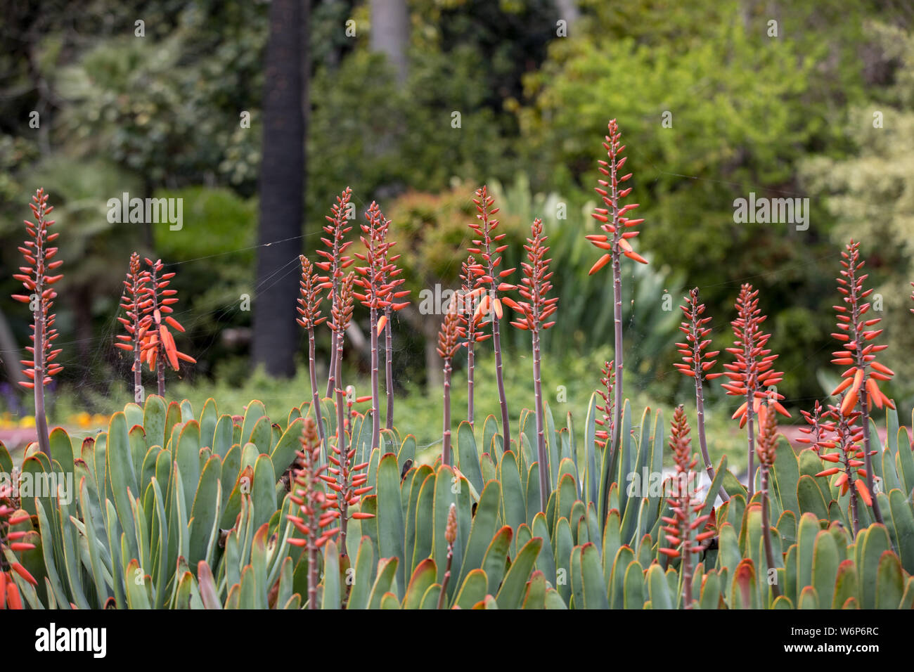Aloe plant in bloom. Spectacular tall bright orange tubular flower