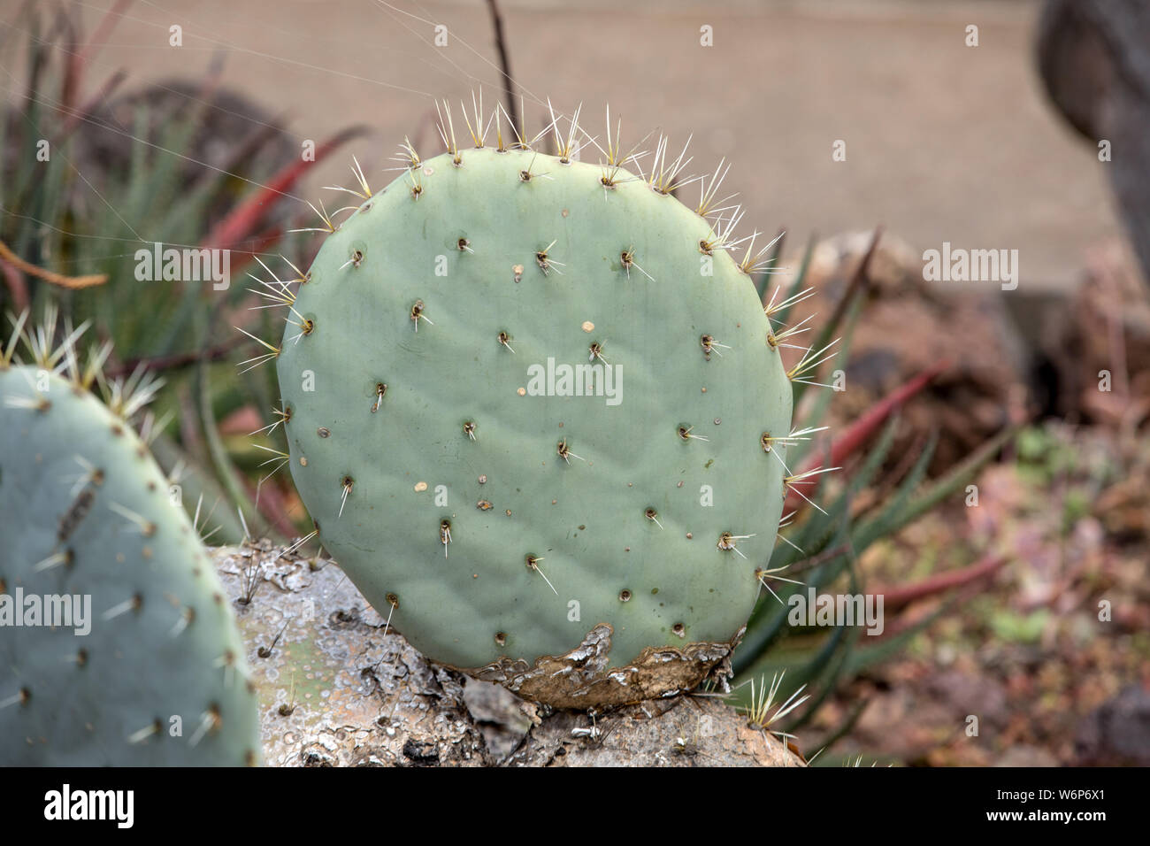 Opuntia vulgaris is a species of cactus that has long been a domesticated crop plant important in agricultural economies throughout arid and semiarid Stock Photo