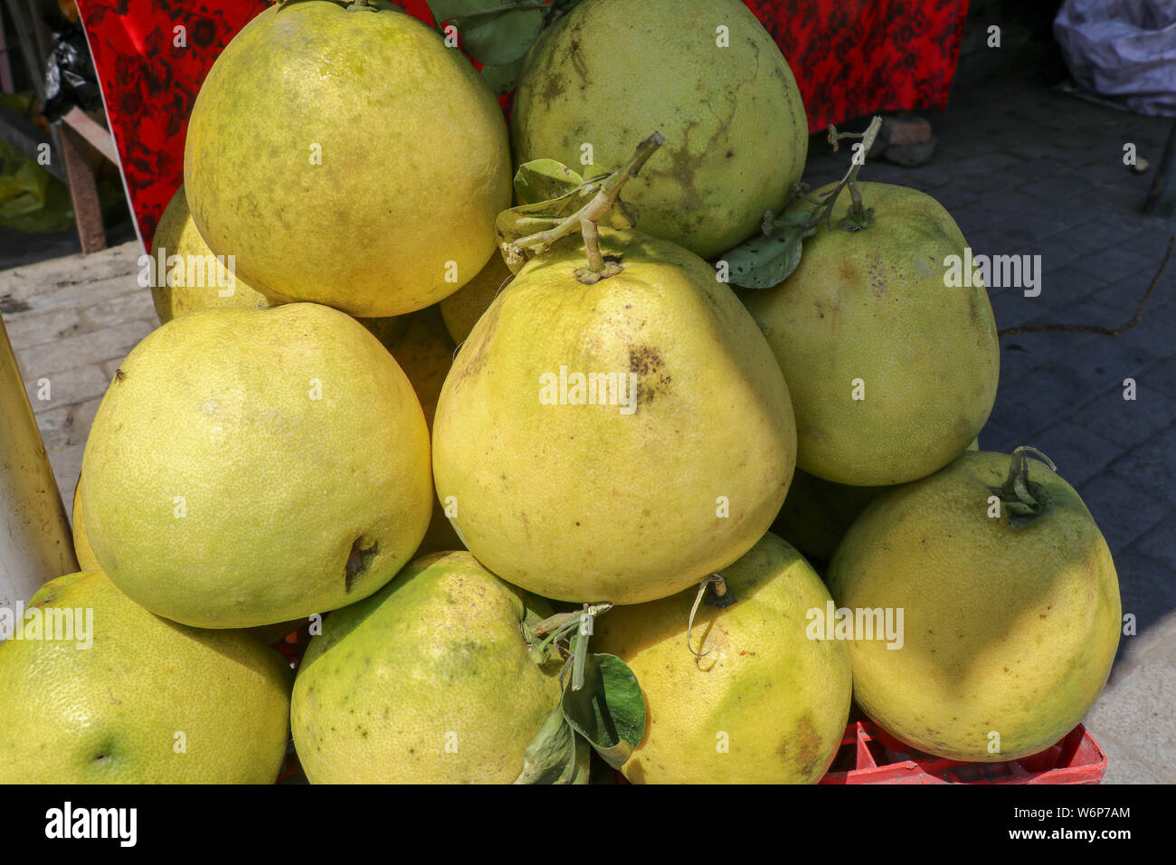 Largest citrus fruit pomelo, shaddock, or in scientific terms Citrus maxima or Citrus grandis