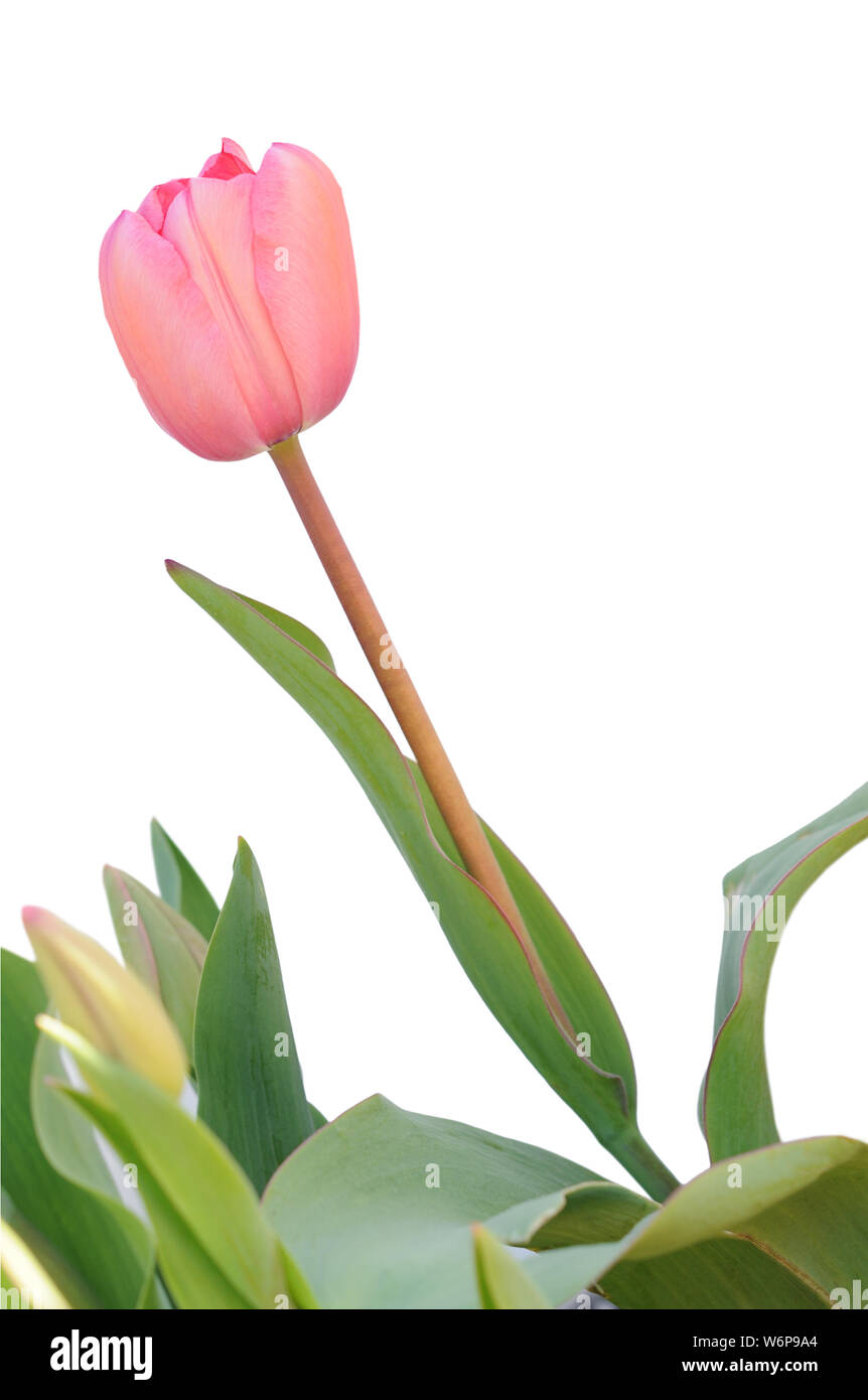 single pink tulip isolated on white background Stock Photo - Alamy