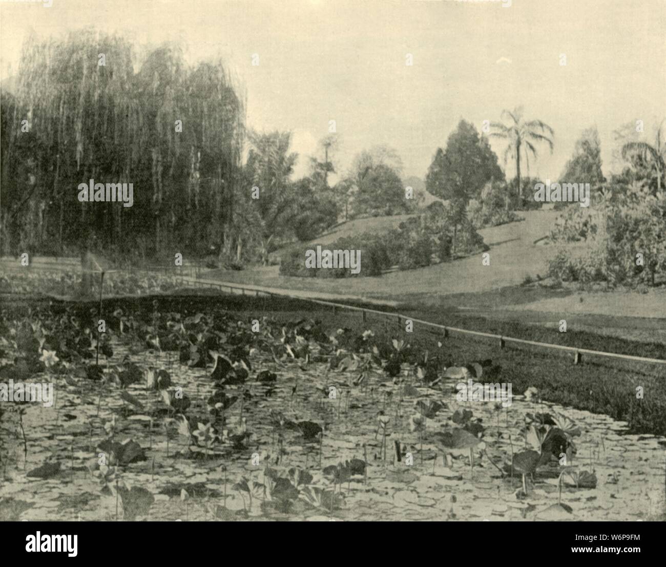 'Lily Pond, Brisbane Botanical Gardens', 1901. Surveyed in 1828 by Colonial Botanist Charles Fraser,  the gardens were originally planted in 1825 by convicts with food crops to feed the prison colony. From &quot;Federated Australia&quot;. [The Werner Company, London, 1901] Stock Photo