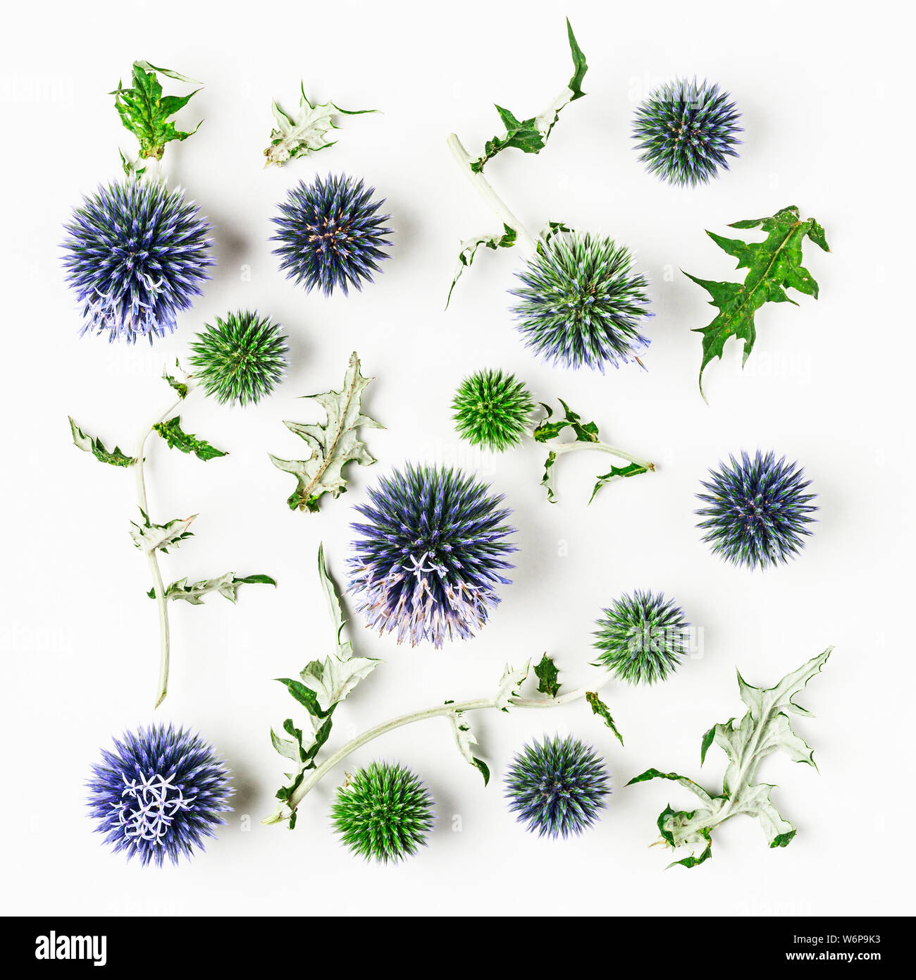 Blue thistle flowers and leaves composition. Flower arrangement on white background. Top view, flat lay. Floral design element Stock Photo
