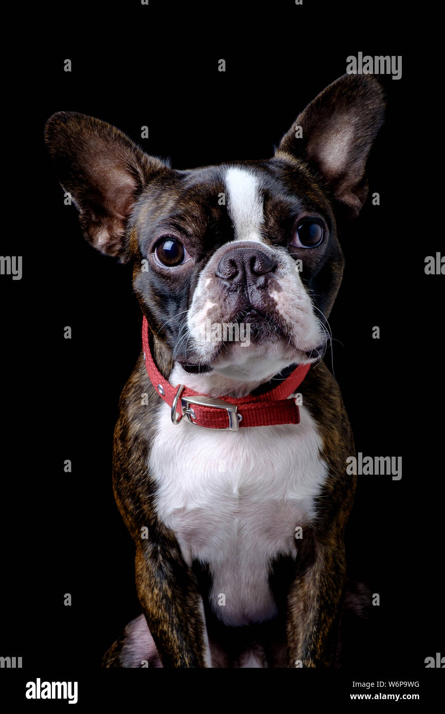 Closeup portrait of beautiful boston terrier pure breed funny face Stock Photo