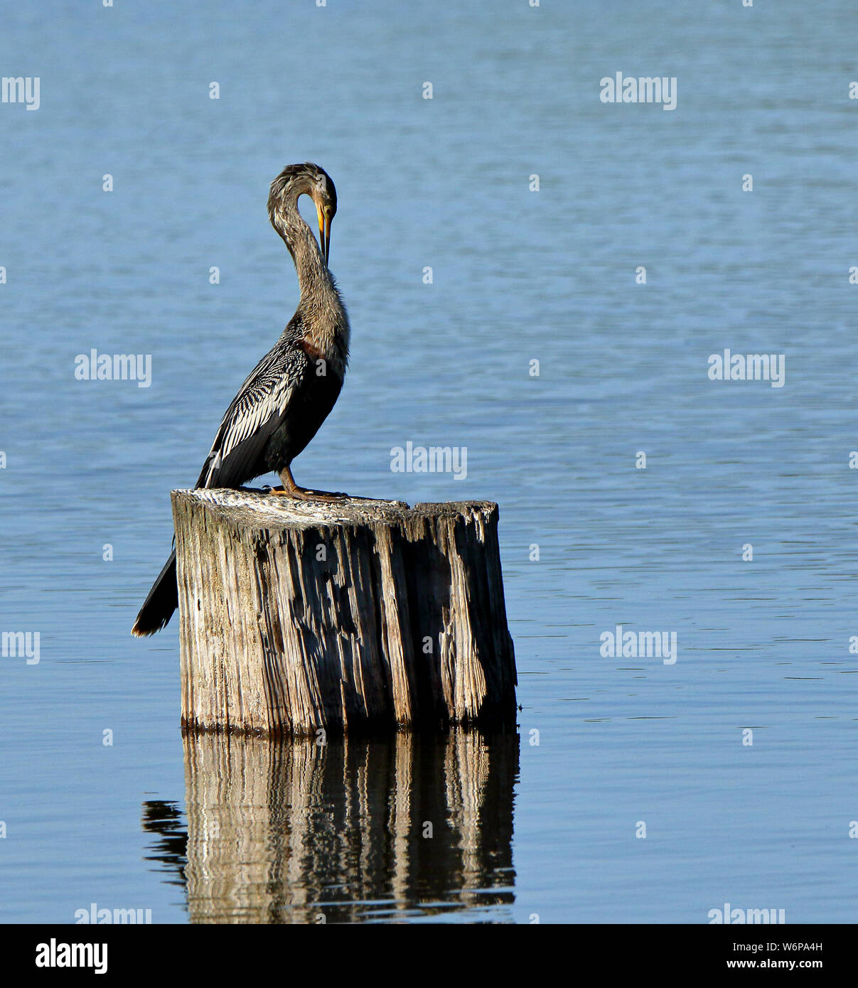One anhinga sitting on a tree stump in a pond in the Harris Neck ...