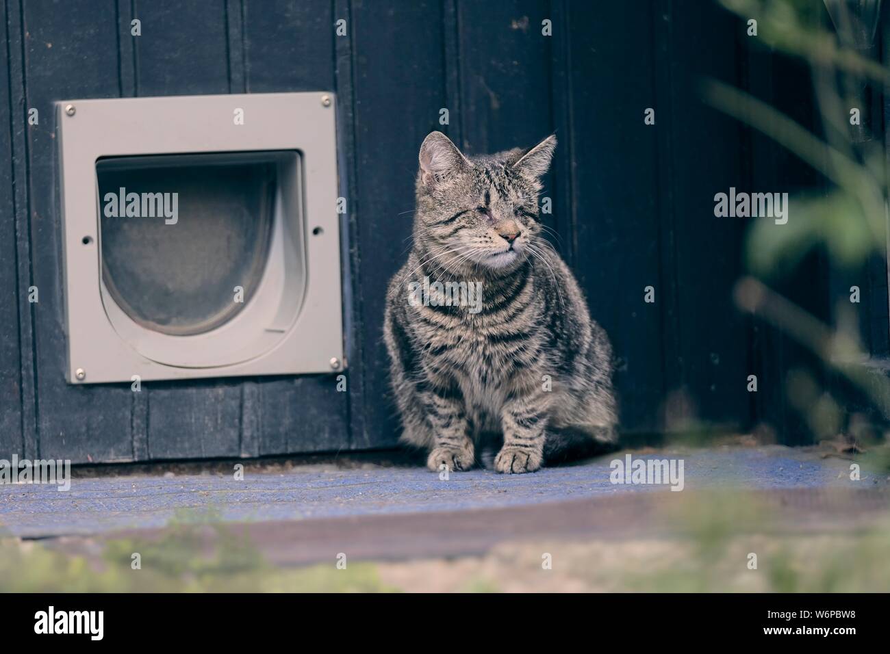 Blind tabby cat sitting in front of a doggie door and looking away. Stock Photo