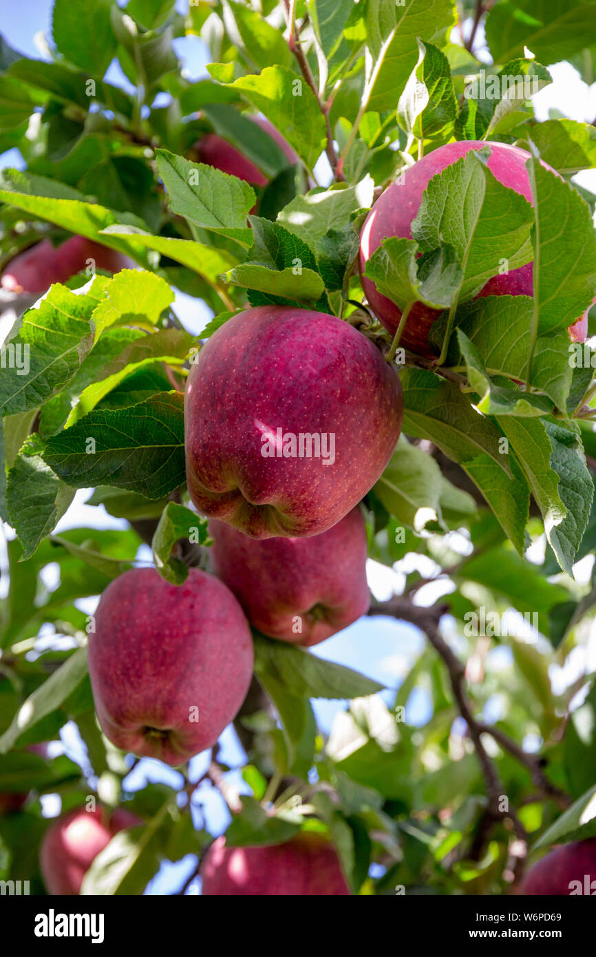 Perfect red apple surrounded by many others still on the tree in a Washinton State orchard... waiting to be picked.  Shallow depth of field exagerates Stock Photo