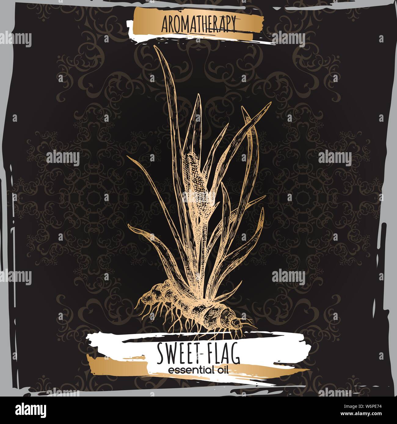 Acorus calamus aka sweet flag sketch on elegant black lace background. Great for traditional medicine, perfume design, cooking or gardening. Stock Vector