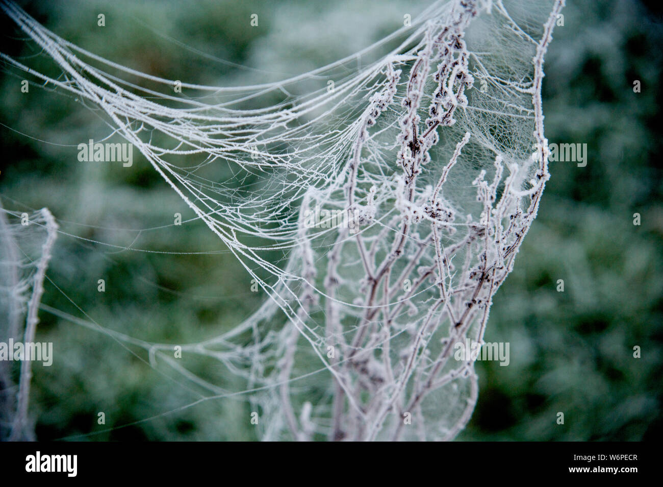 Cobweb on frosty morning Stock Photo