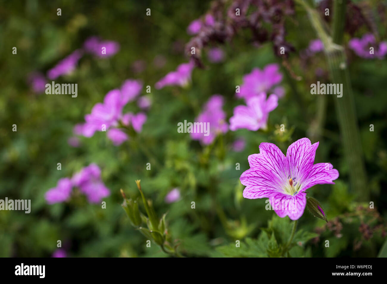 Irish Wildflowers Wild Flowers Stock Photos & Irish Wildflowers Wild