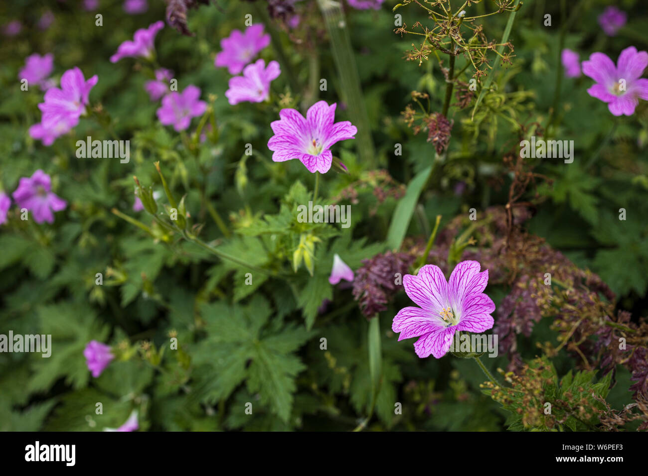 Pink wildflowers hires stock photography and images Alamy