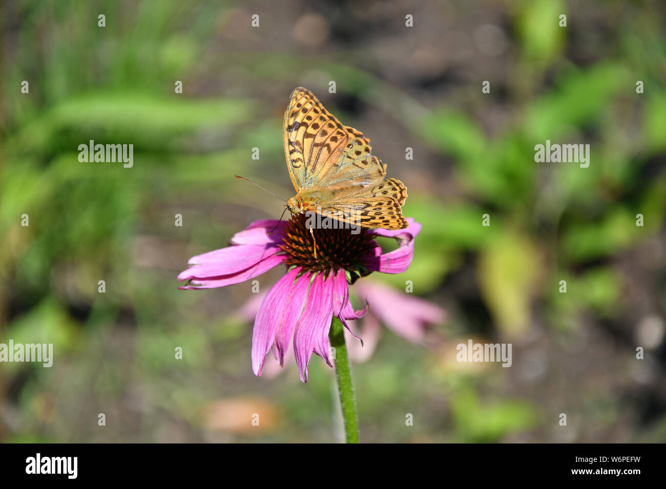 Butterfly on a daisy hi-res stock photography and images - Alamy