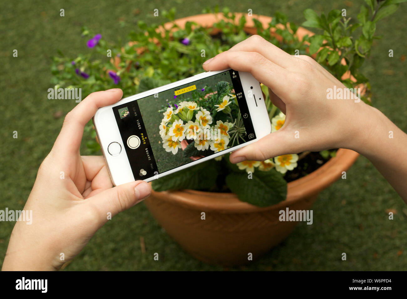Taking photo of flowers with iPhone Stock Photo