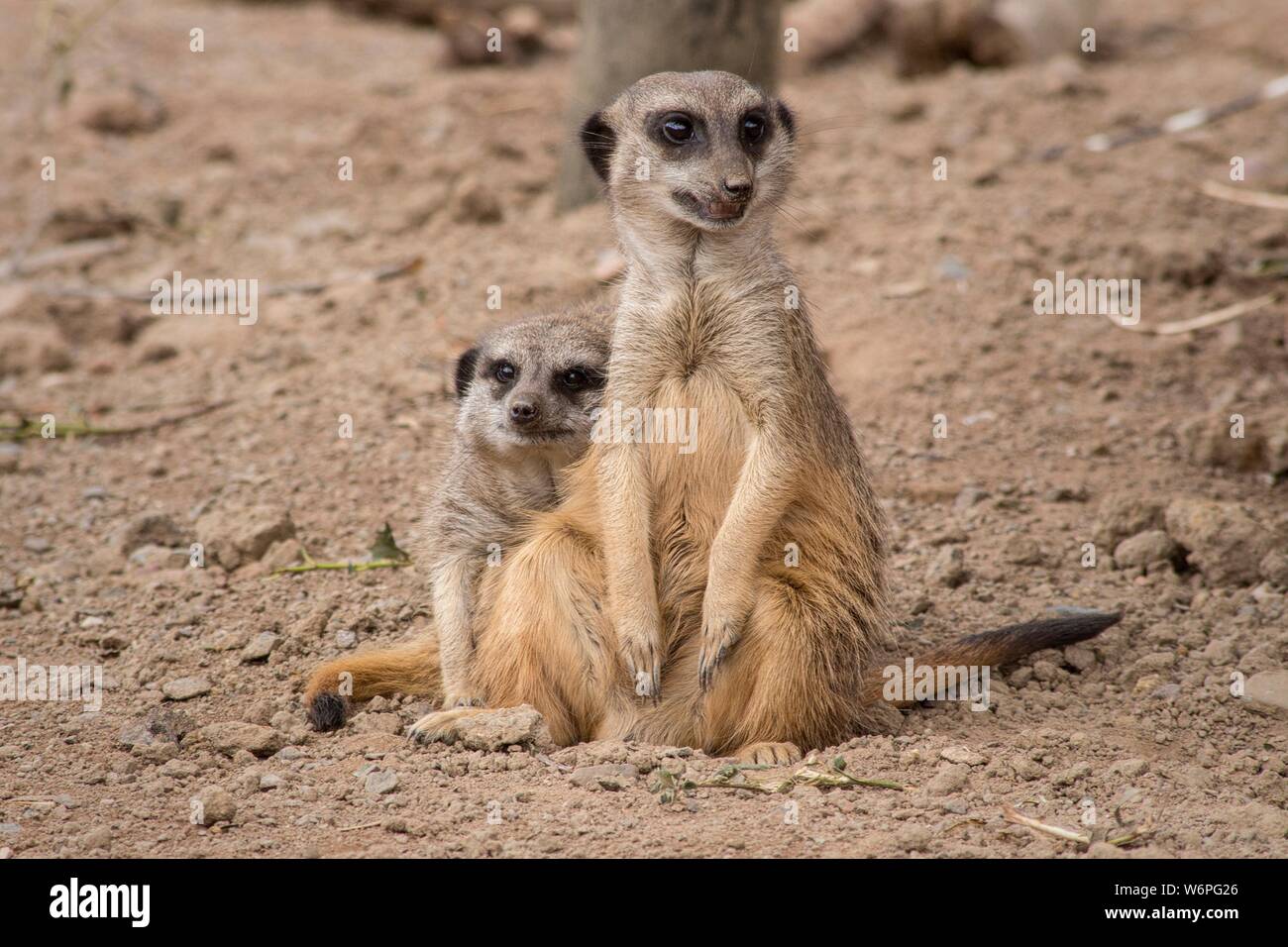 two african Meerkats in love Stock Photo