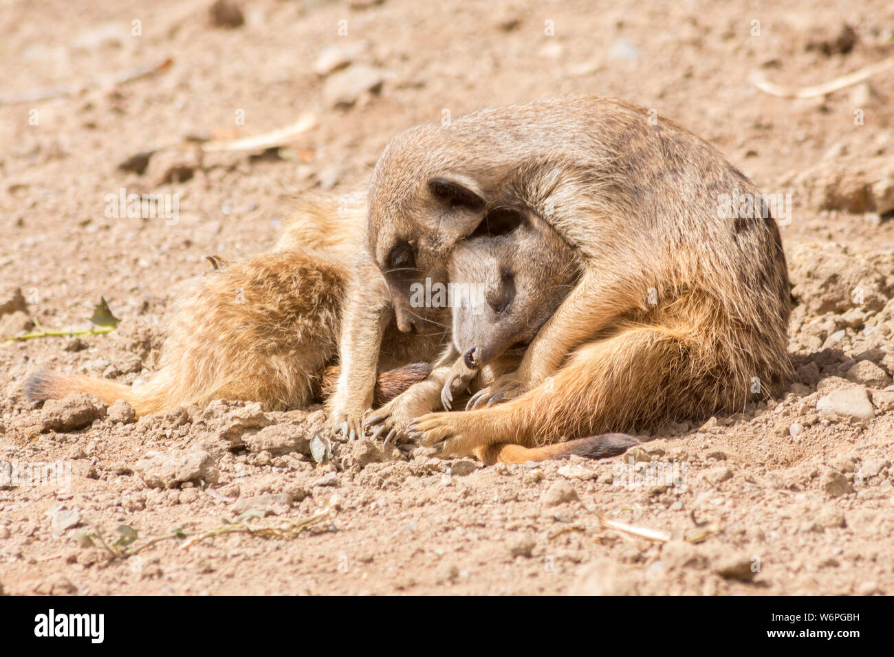 two african Meerkats in love Stock Photo