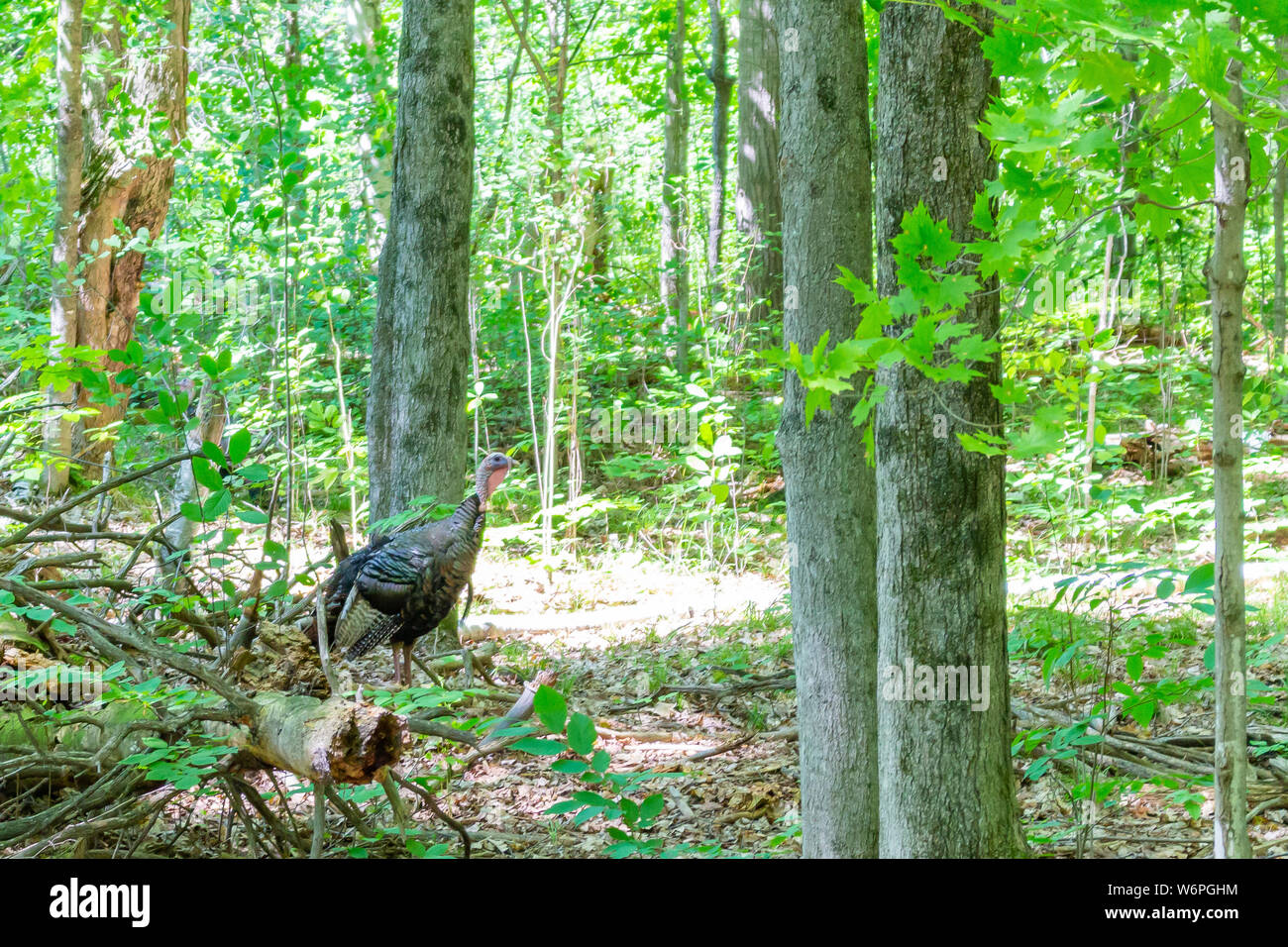 A solitary wild turkey wanders the forest. Stock Photo