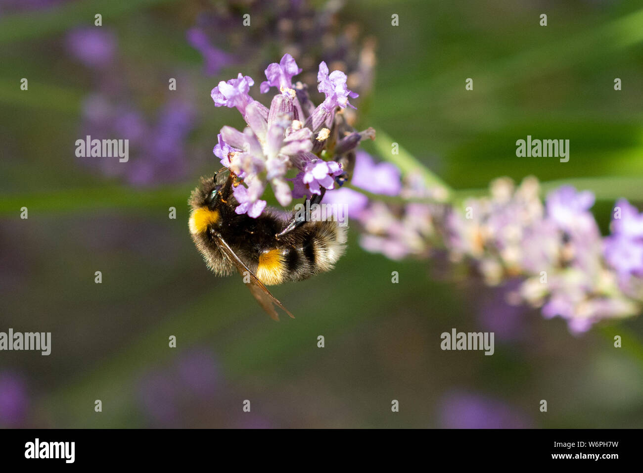Queen bumblebee (Bombus terrestris) on a purple lavender flower in the UK Stock Photo
