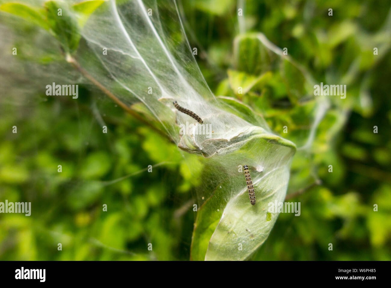 Infestation of (what looks like Ermine Moth) caterpillars on a shrub in