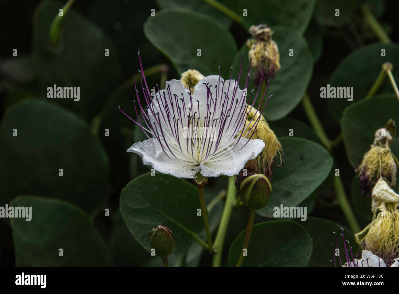 Caper Bush (Capparis spinosa) flower, leaves and buds Stock Photo