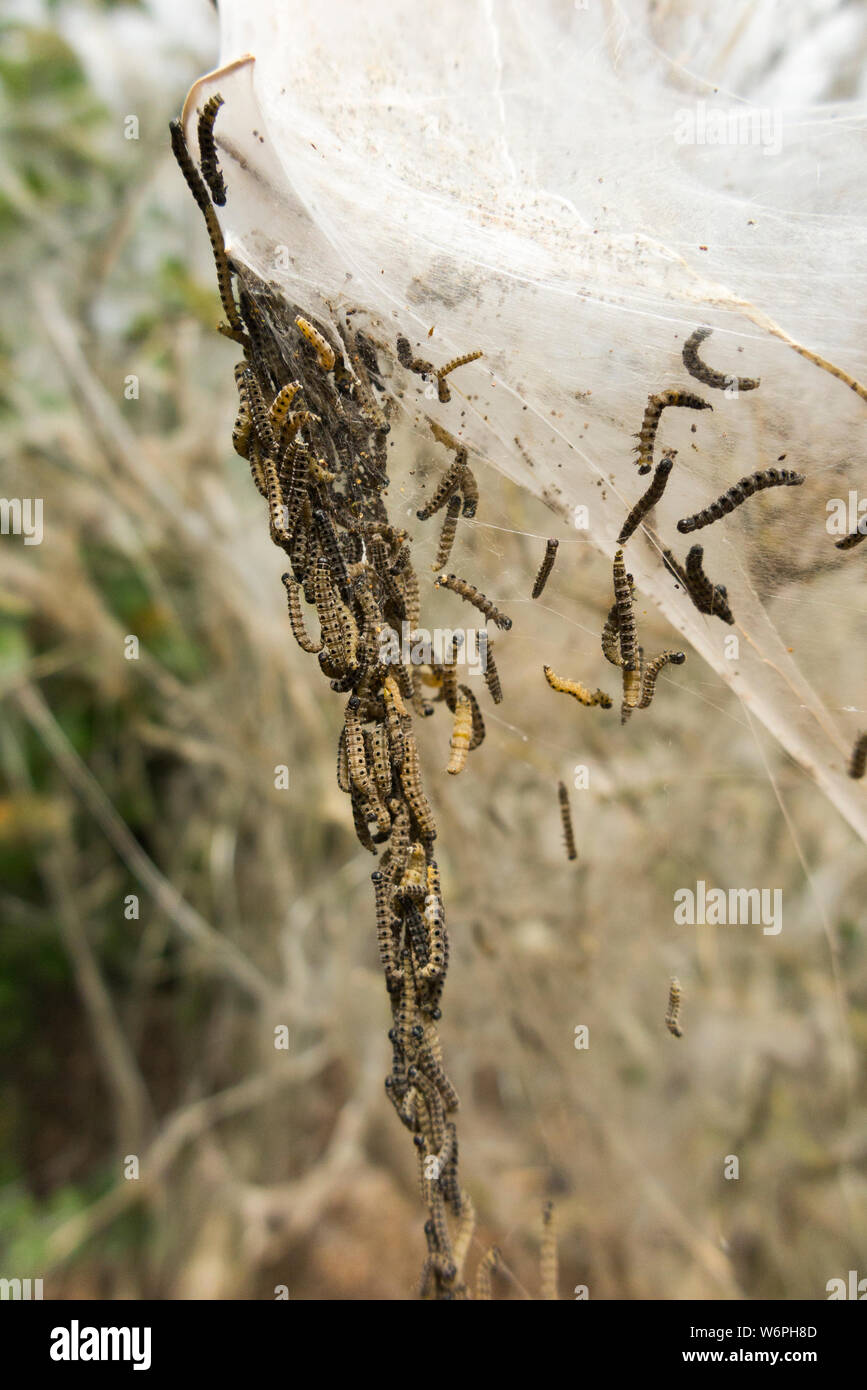 Infestation of (what looks like Ermine Moth) caterpillars on a shrub in