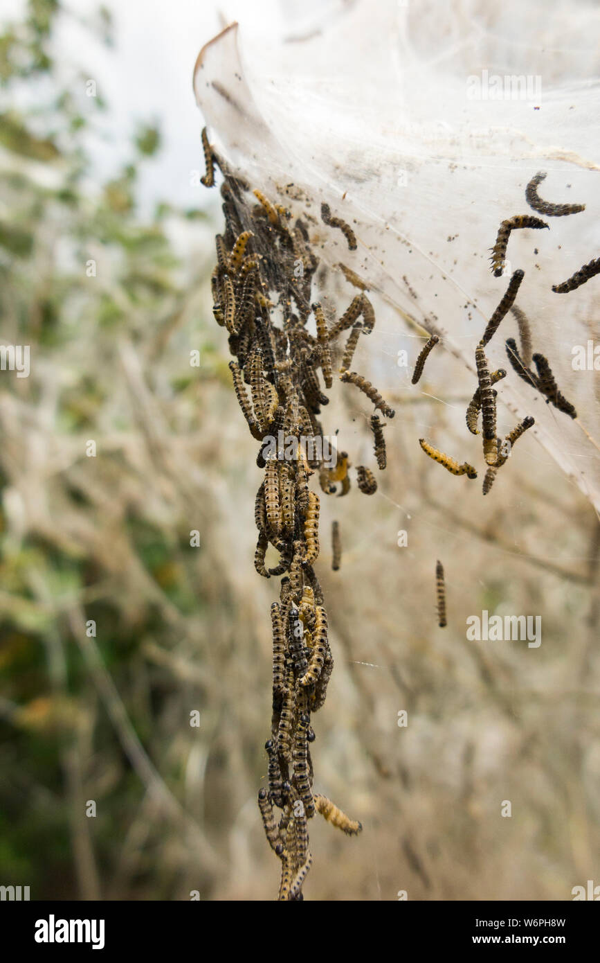 Infestation of (what looks like Ermine Moth) caterpillars on a shrub in