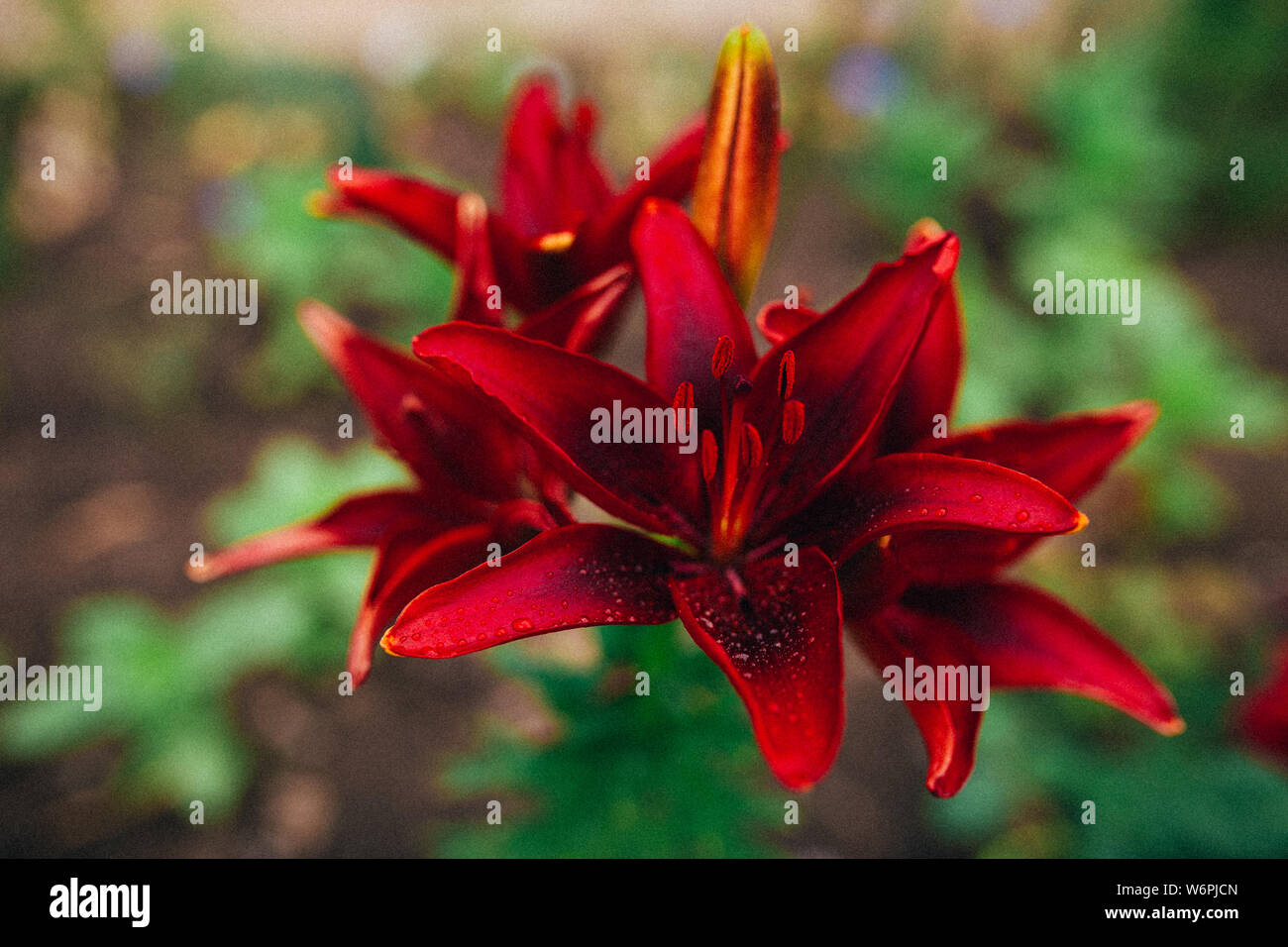 Red lily or amaryllis flower green leaf in floral garden. Amaryllis Hippeastrums flower or fresh red lily flowers with green leaves background. Red Stock Photo