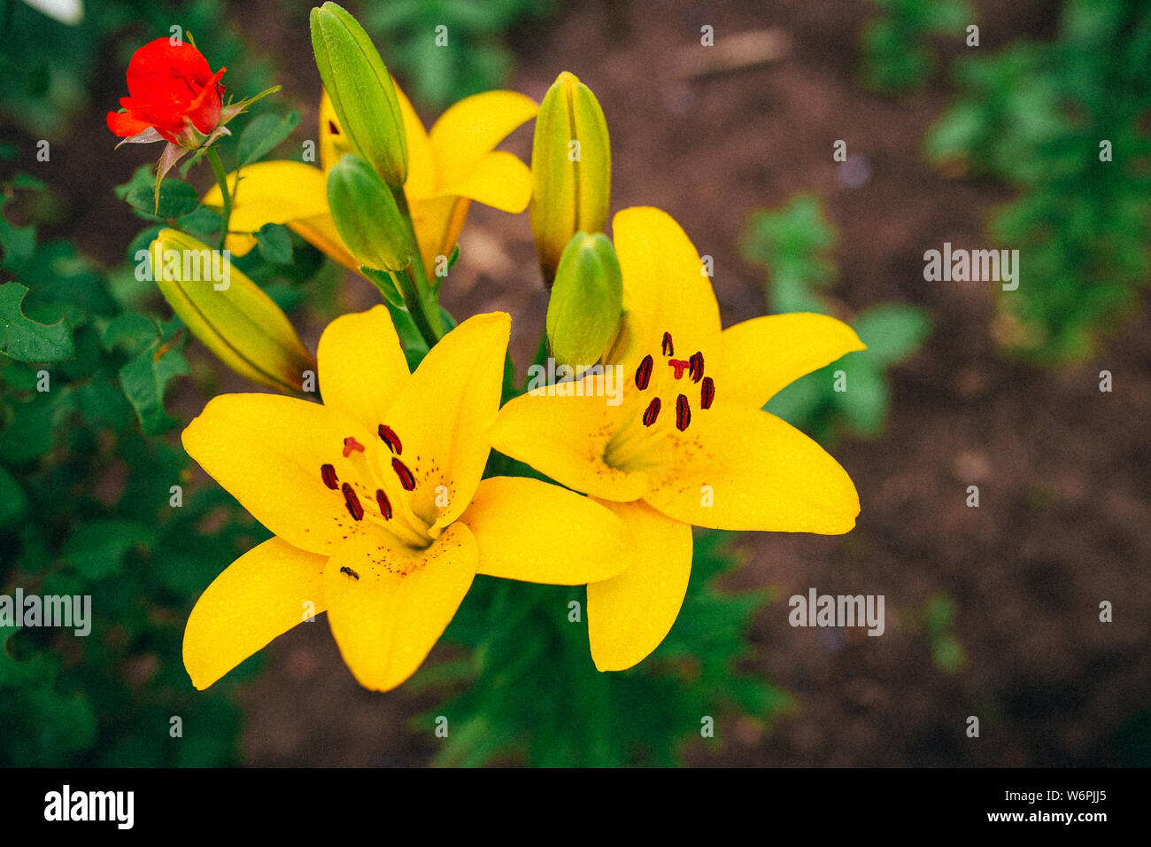 The flower of a yellow lily growing in a summer garden. Stock Photo