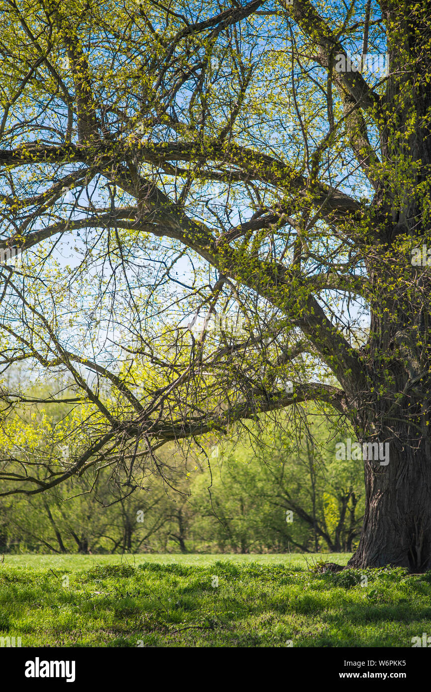 Strong tree hires stock photography and images Alamy