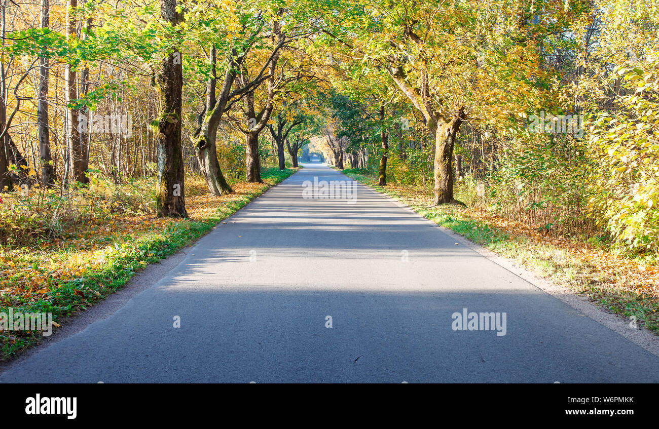 new modern asphalt road in the forest on sunny autumn morning Stock ...