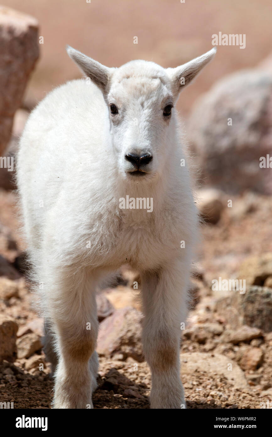 Baby Colorado Mountain Goats Stock Photo