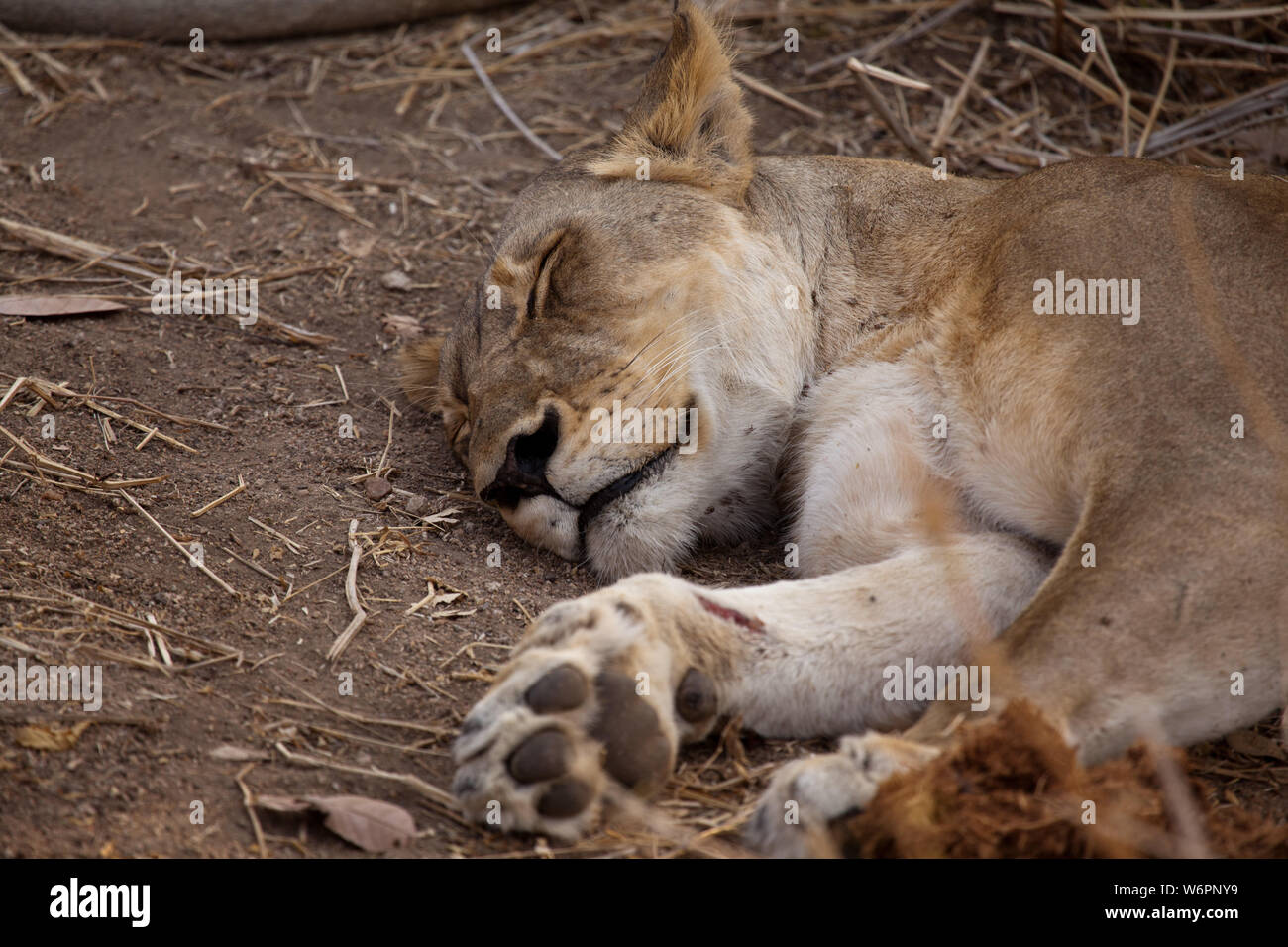 Lioness sleeping in Ruaha National Park. A recent wound can be seen on her right fore leg. Stock Photo