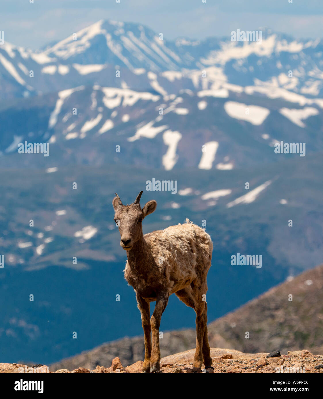 Mountain Goat on Mount Evans Stock Photo