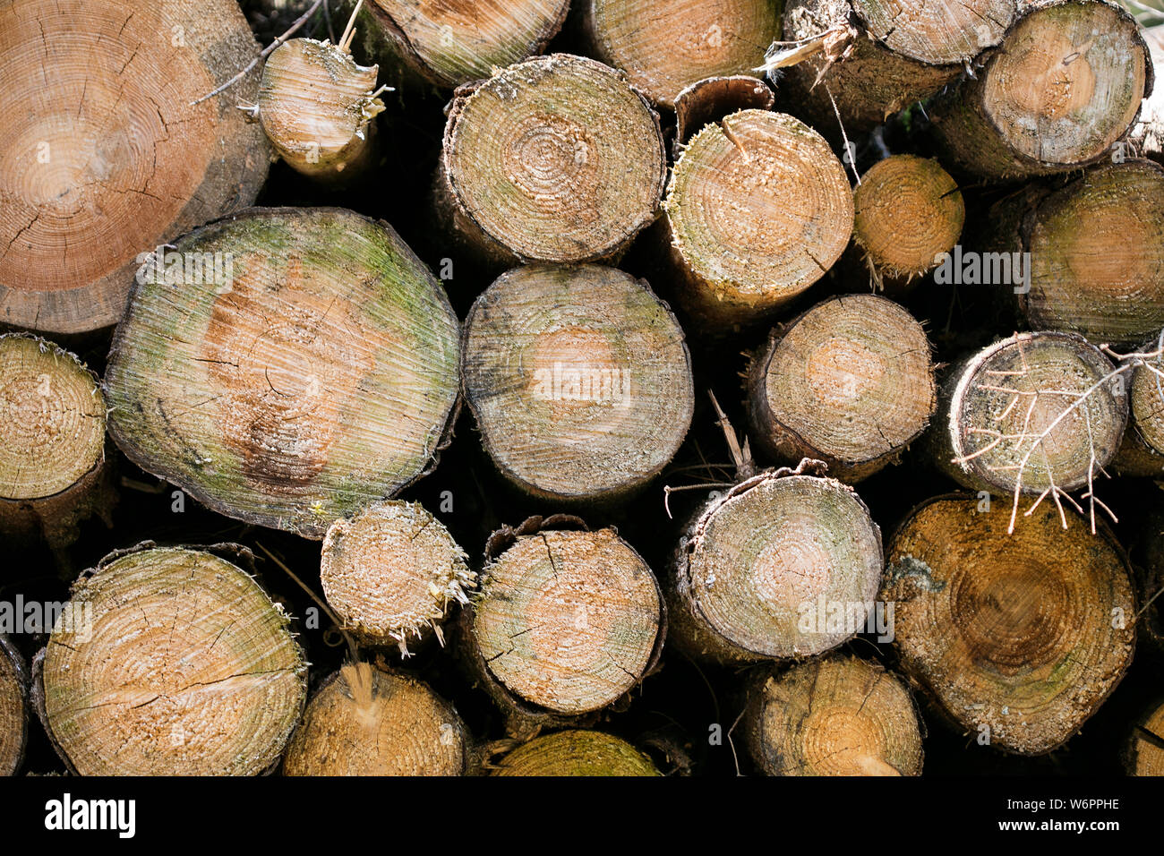 Cutted trees background fine art in high quality prints products Stock Photo