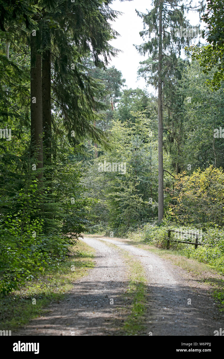 Walking On Wild Forest Road Dorsten Background Fine Art In High Quality Prints Products Stock Photo Alamy