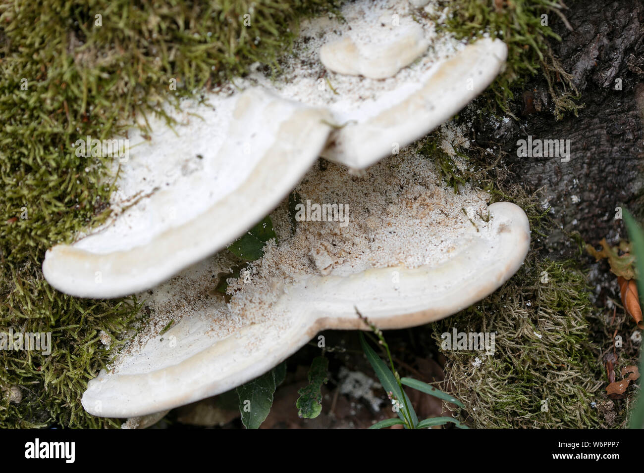 Wild mushrooms macro background fine art in high quality prints products Stock Photo