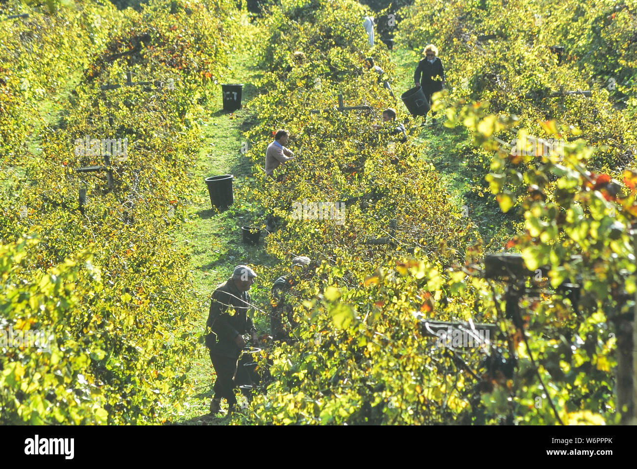Grape pickers at Carr Taylor Vineyard, Hastings, East Sussex Stock Photo