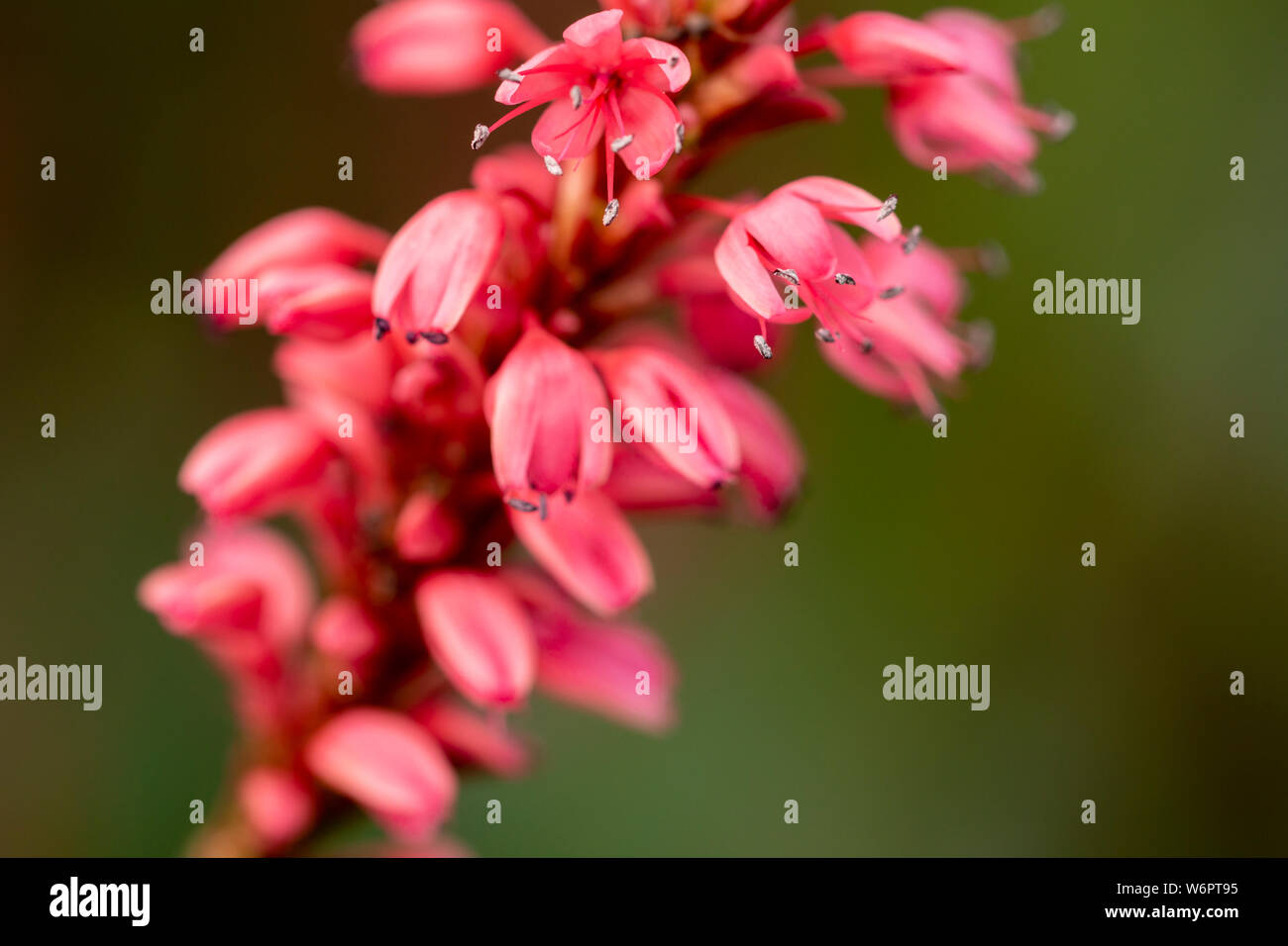 Mountain Fleece, Persicaria Bistorta amplexicaulis 'Firetail' Stock