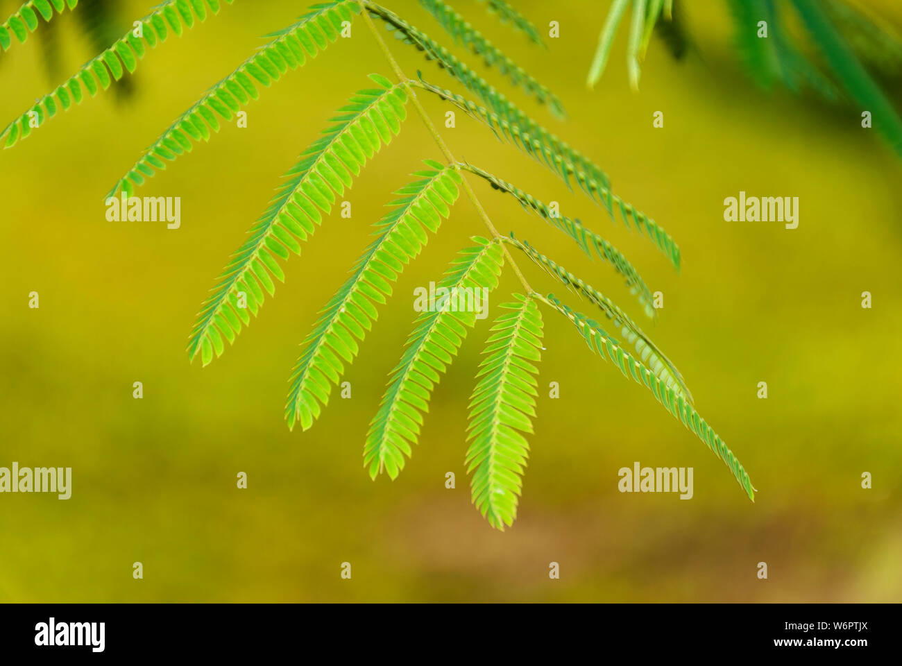 Albizia Julibrissin 'rosea' leaves at backlight sunset. Green background. Commonly known as pink silk tree is a deciduous tree or shrub with stunning Stock Photo