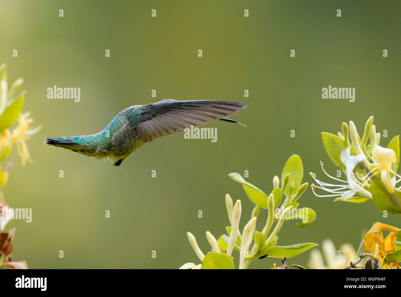 A Small Hummingbird on the Way to the Nectar of a Honeysuckle Flower. Stock Photo