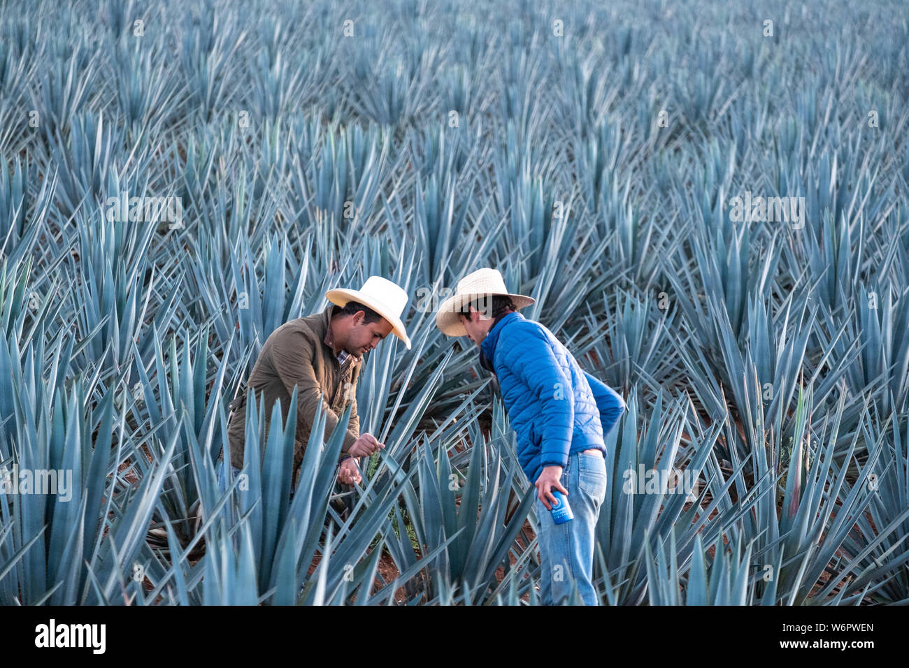 Tequila farm and distillery hires stock photography and images Alamy