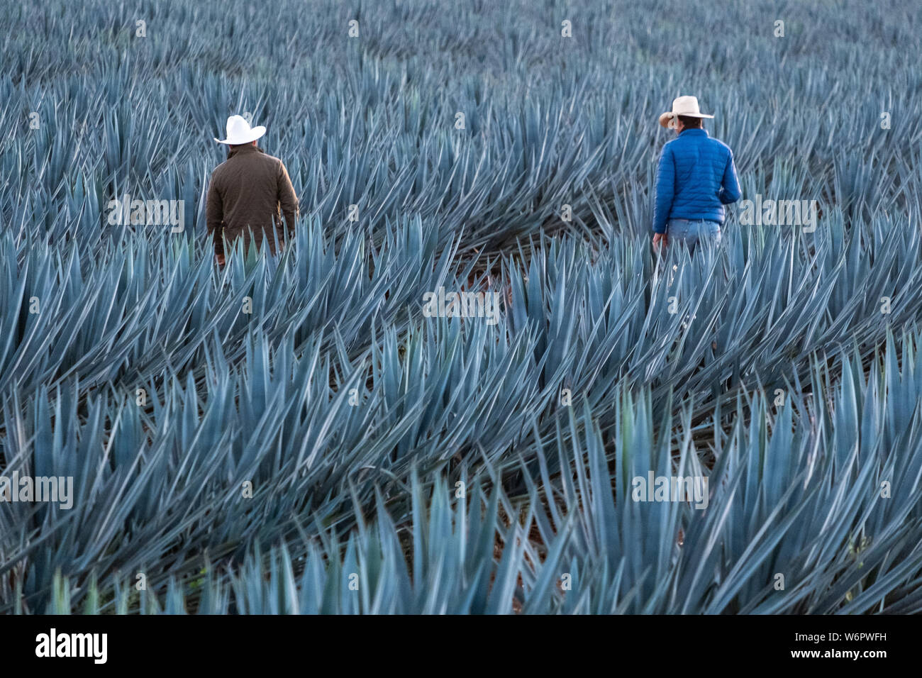 Tequila farm and distillery hires stock photography and images Alamy