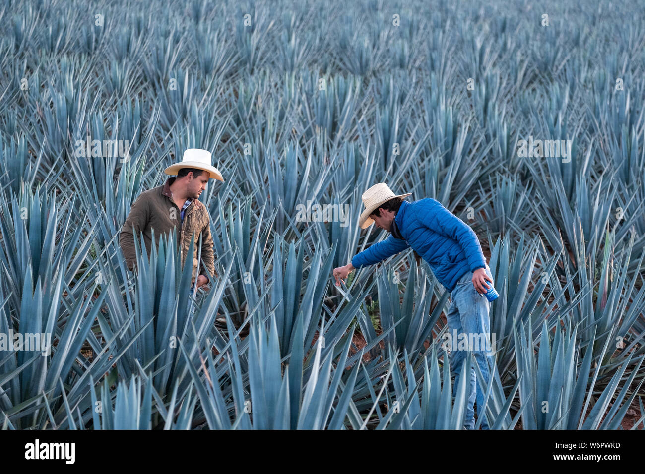 Tequila farm and distillery hires stock photography and images Alamy